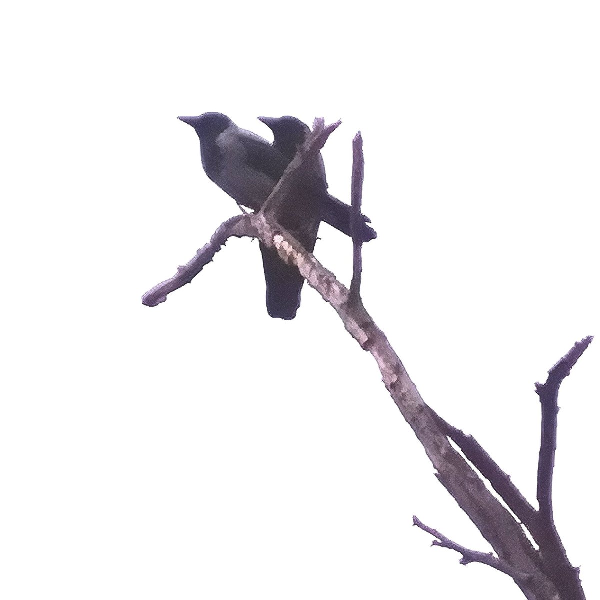YesimHakimoglu's tweet photo. Çift başlı kartal olur da ;çift başlı Karga olmaz mı? #karga #crow #life #LOVE #benimobjektifimden #myframe
📷:YH. https://t.co/xPrUkQSXud