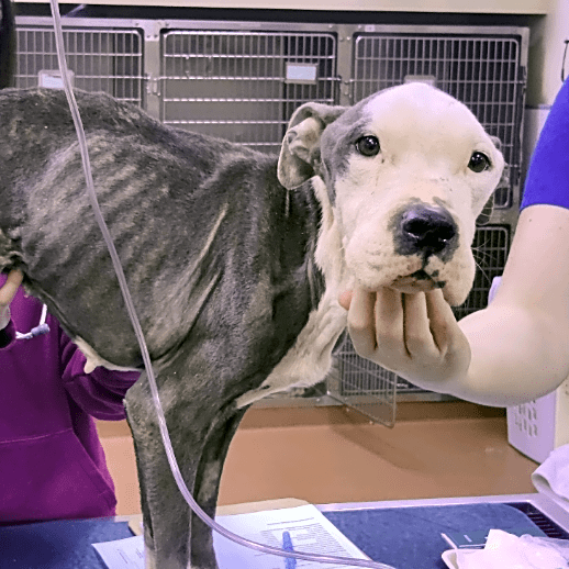 waggleforpets's tweet photo. This sweet girl is Pandora, from Outcast Rescue - She needs your help! 🙏

Click the link below to contribute to Pandora’s campaign today! 🐾 

https://t.co/w7l2qBk5Qw

#Waggle #Waggleforpets #Rescue #Savepetslives #Helppetsinneed #Helppets #Crowdfunding #Donationsneeded #Donate https://t.co/7pjdyjpRTG