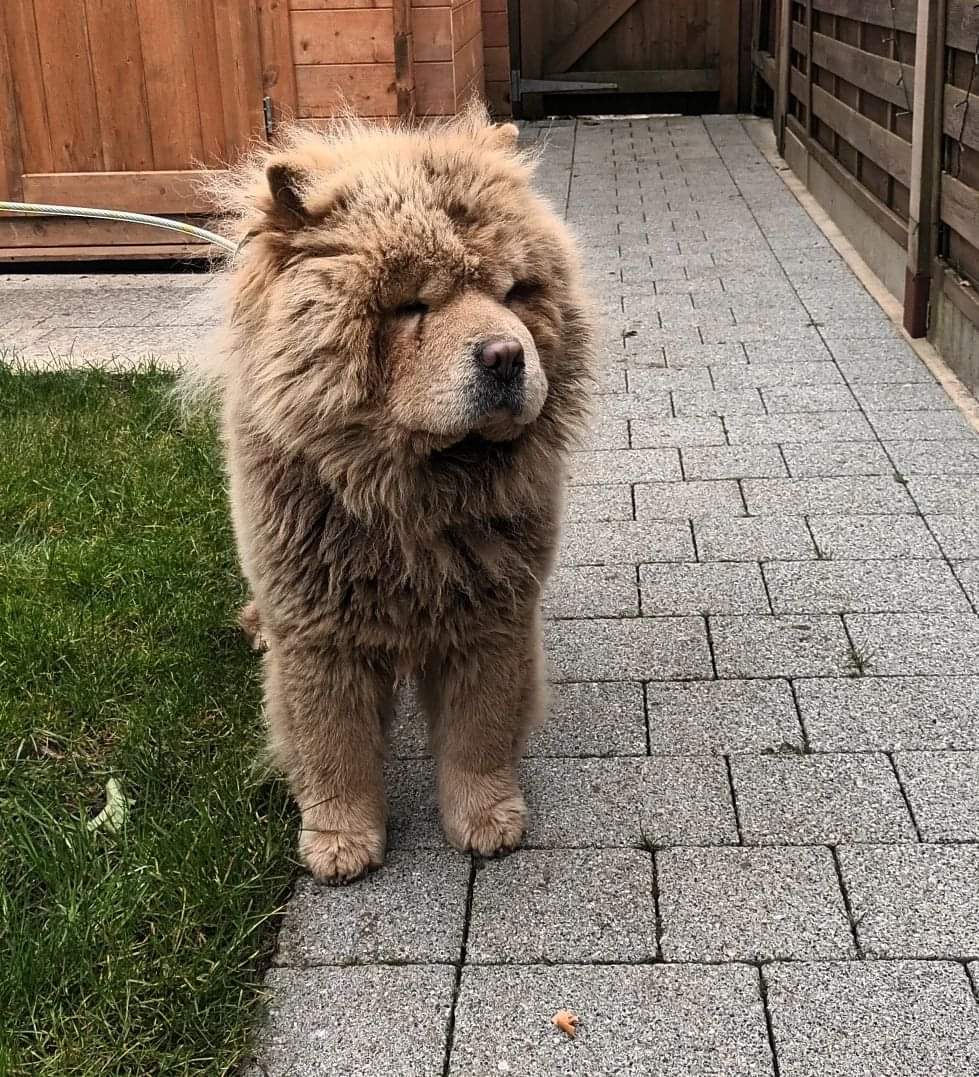 "If you're the owner of this dog &amp; wishing to claim him, you'll need to provide evidence that he's either been stolen, is long-term missing or already receiving medical care. If you're unable to do this,we may seek further action due to failings under the Animal Welfare Act 2006"