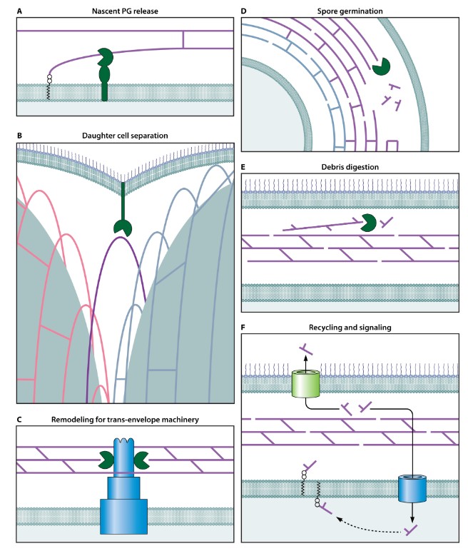 ASMicrobiology's tweet photo. New in #JBacteriology! A minireview exploring peptidoglycan glycosidases, enzymes notorious for both the diversity of their specific physiological roles &amp; their nonspecificity for fulfilling the same role within &amp; between bacterial species. Check it out: https://t.co/brGGJJRehg https://t.co/R1YK3ALF10