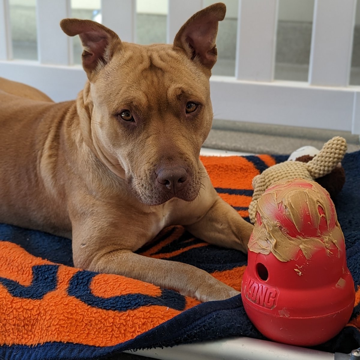 Animal Foundation (@animalfndlv) / Twitter Animal Foundation (@animalfndlv) / Twitter