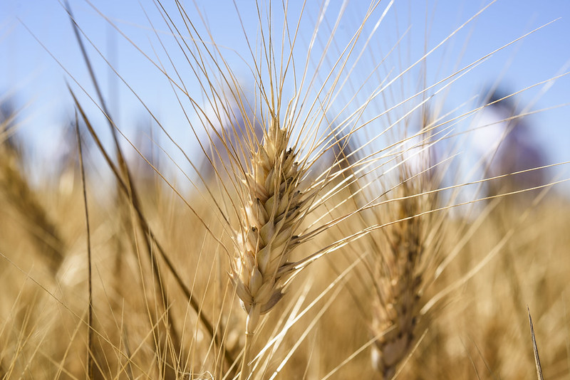 #ReadNow the results of a new study that analyzes the evolution of wheat spikes since its cultivation first began in ancient Mesopotamia, the cradle of agriculture in the world. Thanks <a href="/Agrotecnio/">Agrotecnio Research Centre</a>, @ETSEA_UdL &amp; <a href="/CIMMYT/">CIMMYT</a> for this amazing work. tinyurl.com/mtmprc52