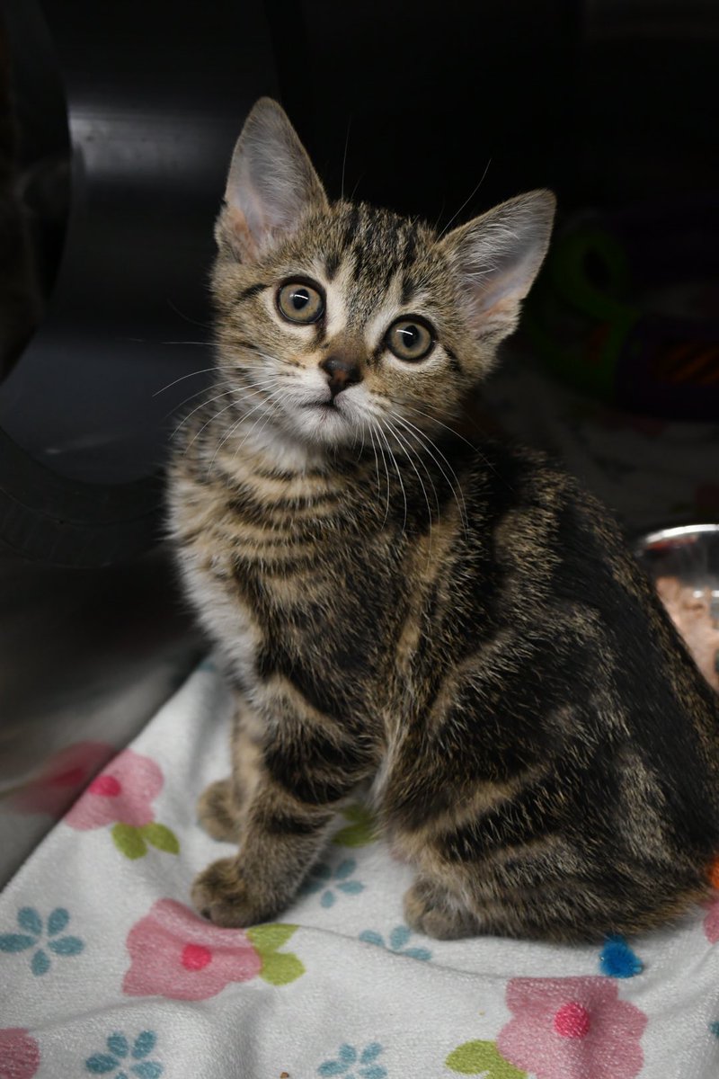 Marigold is a sweet 8 week old kitten ready for her forever home. Head to our website for more information about Marigold and how to apply. mjhs.ca #AdoptDontShop #kittensoftwitter #kittens #tabbycat #