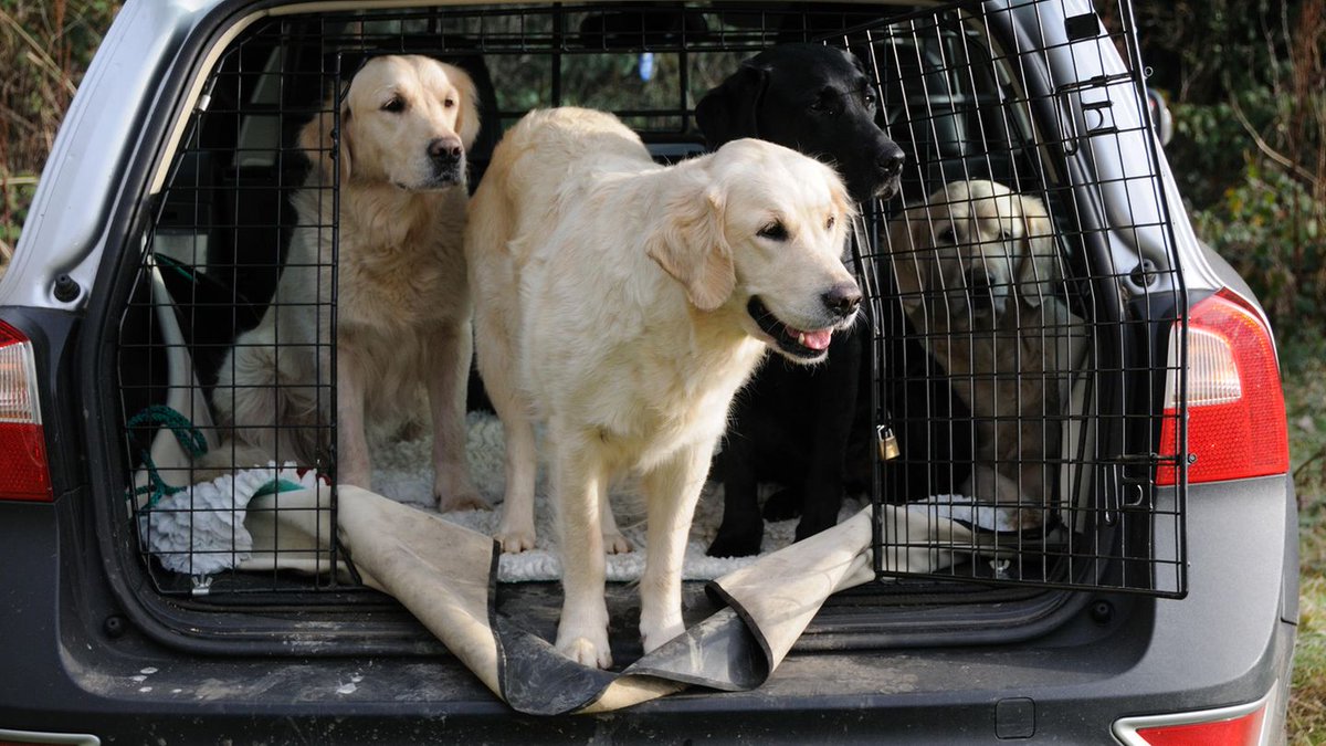 Car travel with 3 dogs?

Using a 3-dog handle:

SAFE in/out of rest area, motel, park, car, 

no dog escapes,

and untangle while walking!

AMZN.to/1gOuw9E #dogtips #cartravel #cartraveltips #dogcartravel #pettravel #dogtravel #dogtrip #dogtravels #pettravels #dogtrips