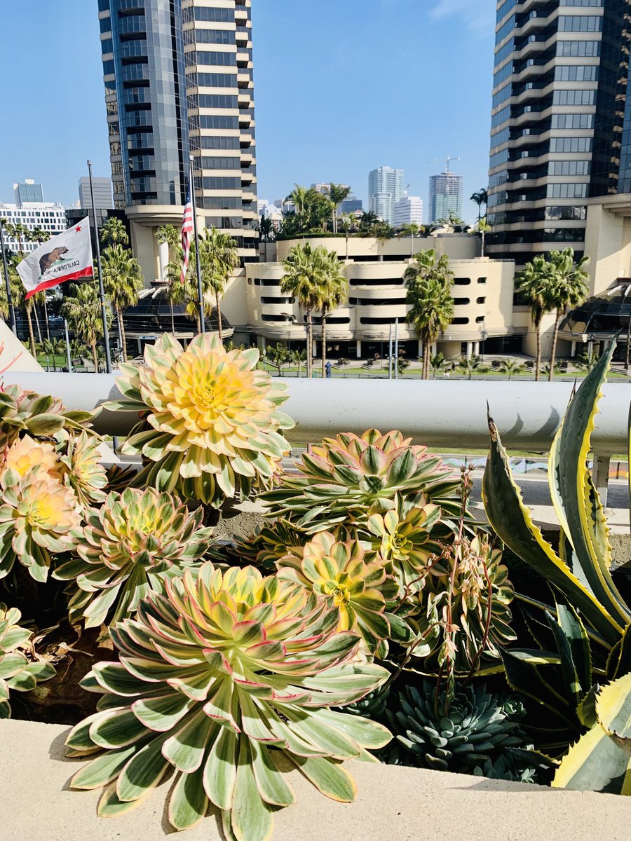 madamscientist's tweet image. Catching some sunshine ☀️ before my talk in the “Proton Coupled Transport in Organelles” symposium at #BPS2023. Hope to see you in Room 6B of the San Diego Convention Ctr!