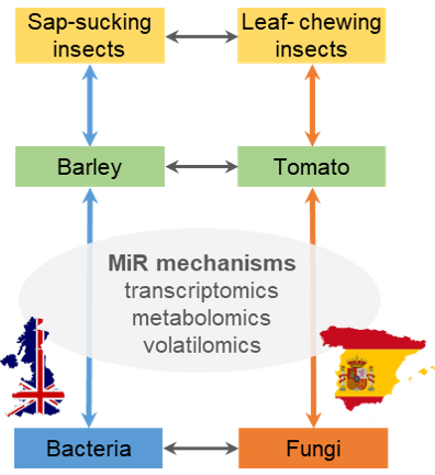 In a couple of weeks, we will be in Spain for our Networking Symposium on 'Microbe induced plant resistance to insects' with @AMartinezMedina and @Pozomyc Funded by a @BBSRC European Partnerships grant - excited😃