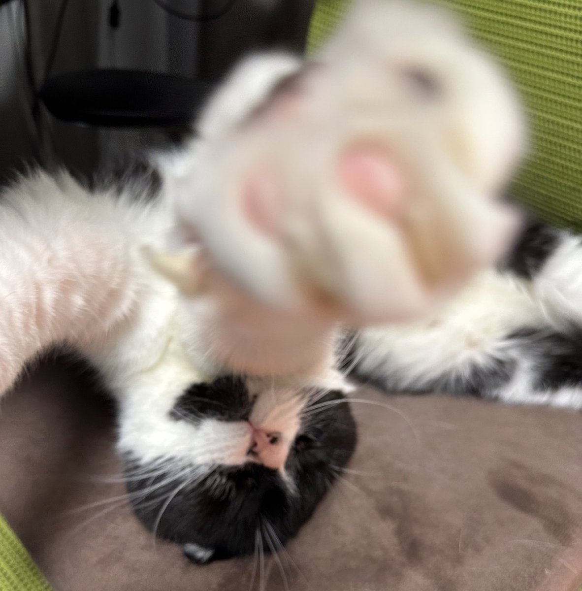 scotchkun's tweet photo. #猫の日 https://t.co/CyiFK372LB