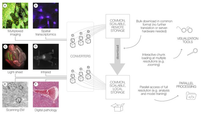 Latest report from the #OMENGFF #Community describing #OMEZARR, a  #CloudOptimized #BioImaging #DataFormat, is out now on #bioRxiv!

If you have issues with big, slow, or otherwise unwieldy imaging data, reach out or take a look for a #FAIR-er option.

biorxiv.org/content/10.110…