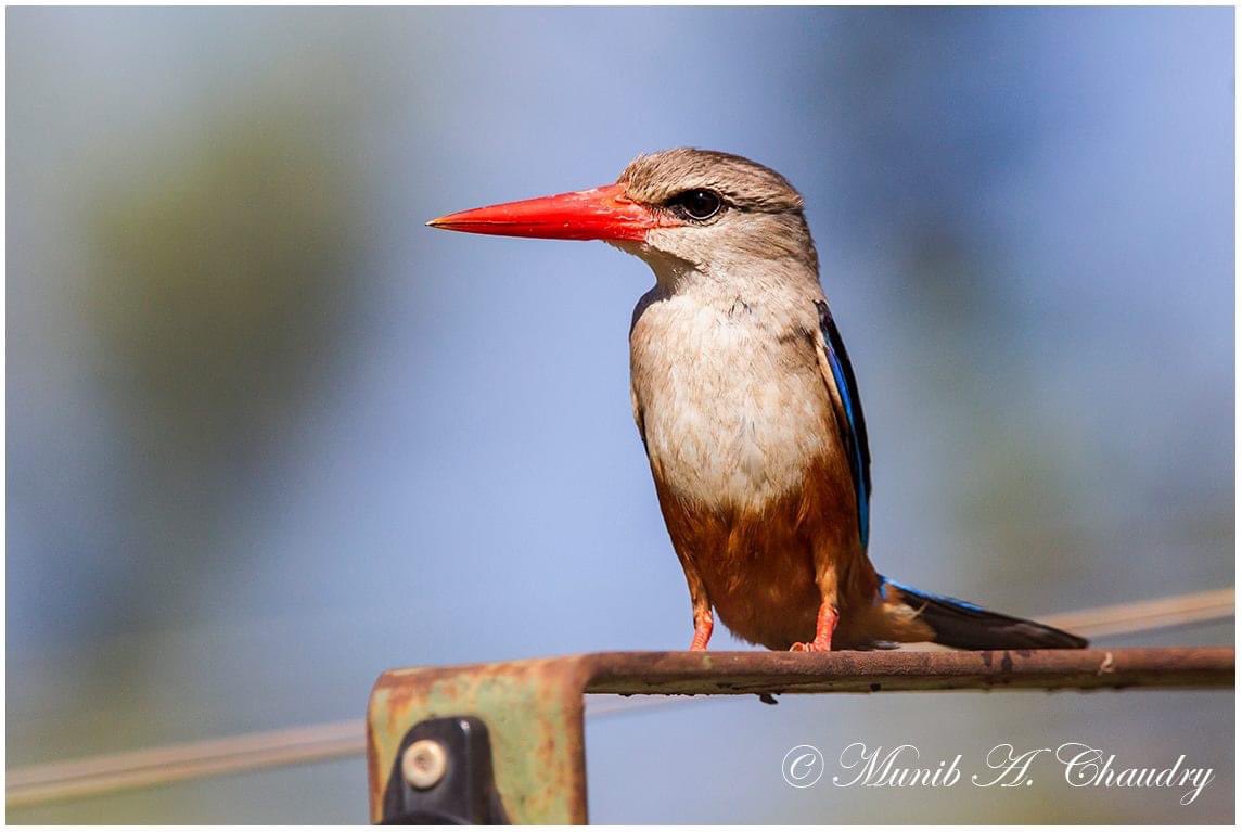 Grey-headed Kingfisher photographed in Meru National Park, Kenya. 
#greyheadedkingfisher #kingfisher #birdlife #wildlifephotography #ThePhotoHour #BirdsOfTwitter #TwitterNatureCommunity #NationalGeographic #TwitterNaturePhotography #BBCWildlifePOTD #BirdsoftheWorld