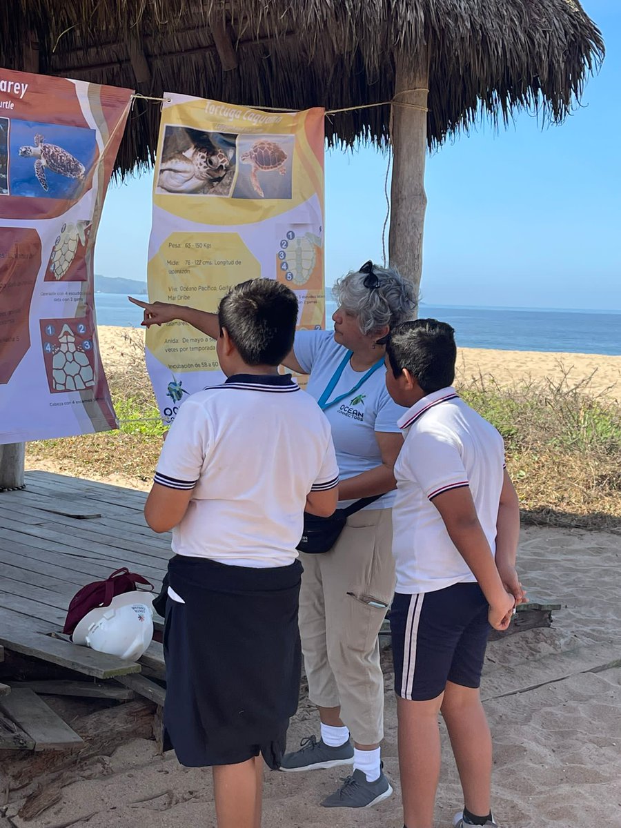 OceanConnectors's tweet image. Our hardworking team members in Nayarit, Mexico are very busy with 4th grade field trips! Students get to experience their local ocean environment while learning about conservation and different sea turtle species&apos; nesting behaviors.

#BeAnOceanConnector #Conservation
