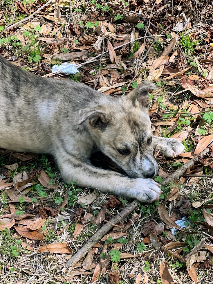 Collin is a husky mix puppy who needs to find his forever home. We transport to the New England area.  To support Collin and others like he, donate at
thegivingblock.com/donate/no-grea…
#dogadoption #rescuedogs #traveltuesday  #bethedifference #adoptadog😍❤️😊🐶🐾