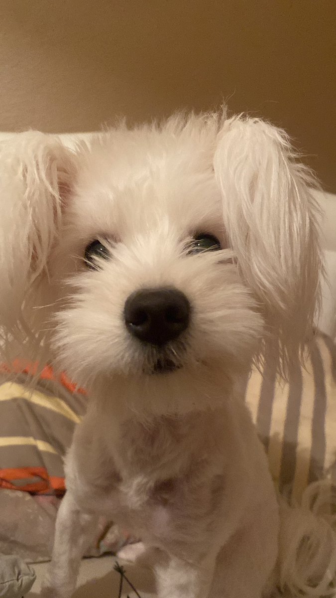 gersrka annü bama babü yab