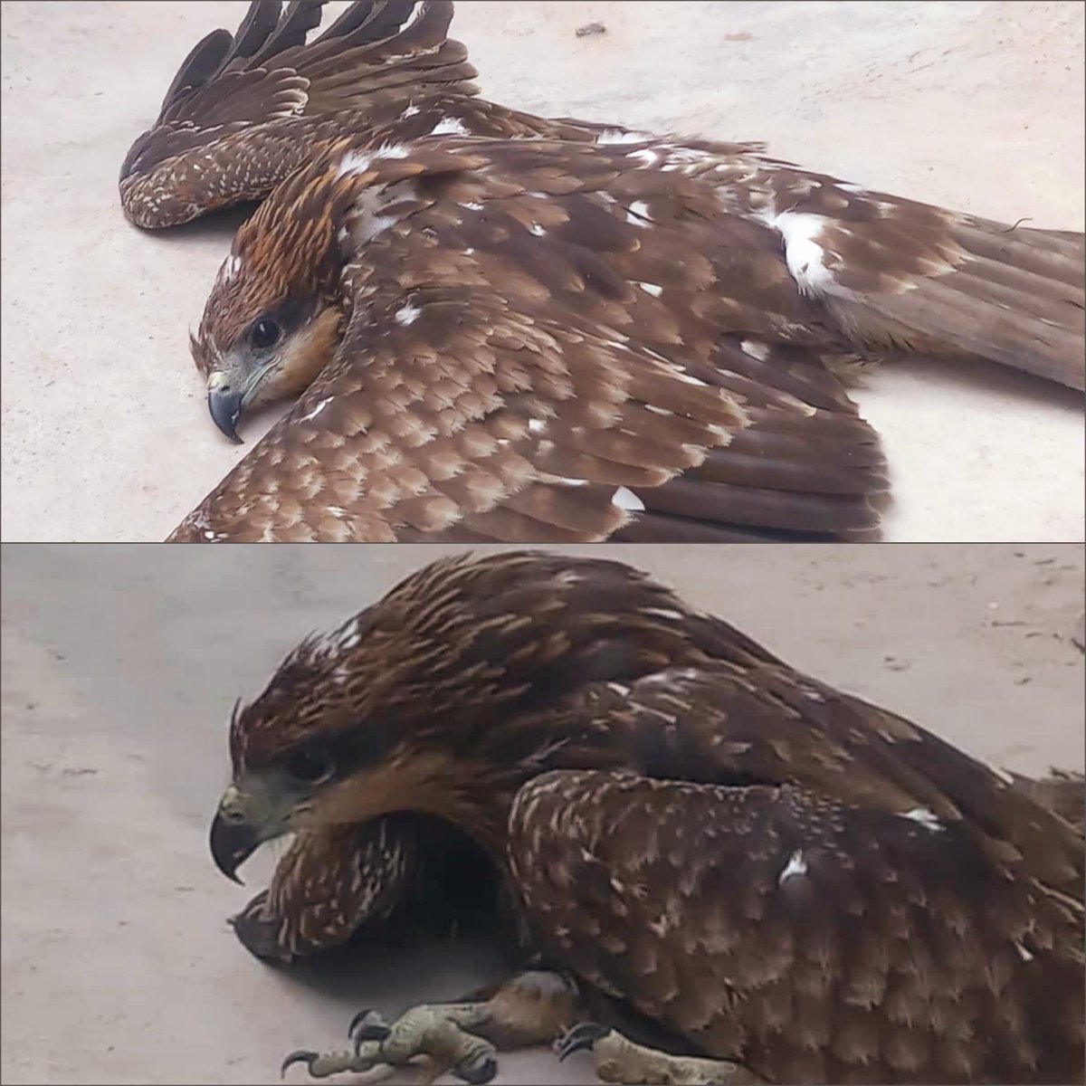 TheVChoubey10's tweet photo. Rescued an eagle a few days ago. Thought of sharing some photos from that day. 🦅😊🤙🏻
.
.
Bazball on roll again now 👌🏻🤗
#RESCUE #Operation_Dost #Eagles
@ParveenKaswan https://t.co/dUKyayCImI