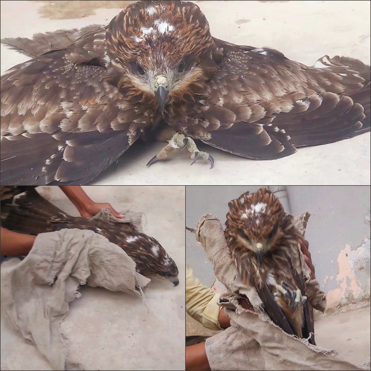 TheVChoubey10's tweet photo. Rescued an eagle a few days ago. Thought of sharing some photos from that day. 🦅😊🤙🏻
.
.
Bazball on roll again now 👌🏻🤗
#RESCUE #Operation_Dost #Eagles
@ParveenKaswan https://t.co/dUKyayCImI