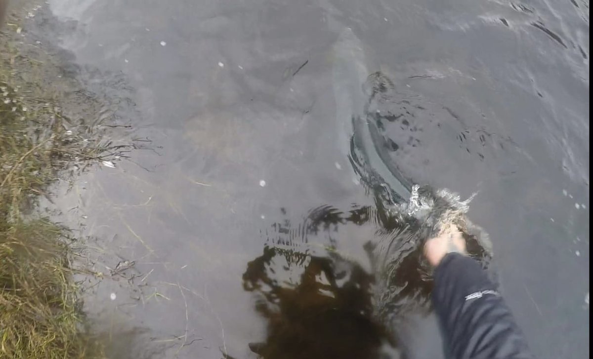 Another fish caught and released on fly this afternoon, estimated at 9lbs from the Lower Blackwater. Water level is 0.564 metres.