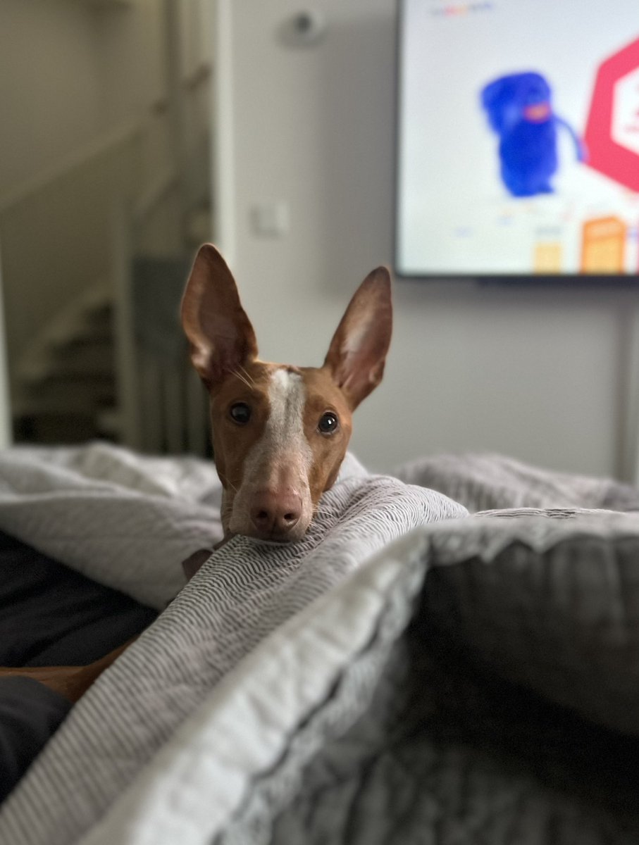 Nathali46625756's tweet photo. Best company 🥰 #sickinbed #mygirl #podenco #homesweethome https://t.co/Ij8XuXhBhA