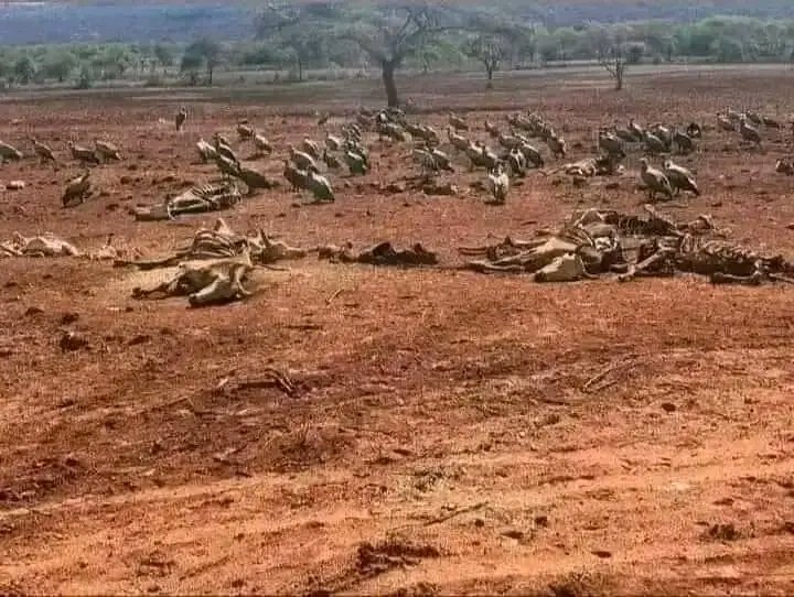 በቦረና ያለው ድርቅ እና ረሀብ በታሪካችን ያላየነው ነው። ጎረቤቶቻችን እነ Kenya ለዚሁ ድርቅ እና ረሀብ ብሄራዊ የፀሎት አዋጅ እስከማወጅ ደርሰዋል and here we are..... we dont even talk about it 💔 Borena People need our help ❤