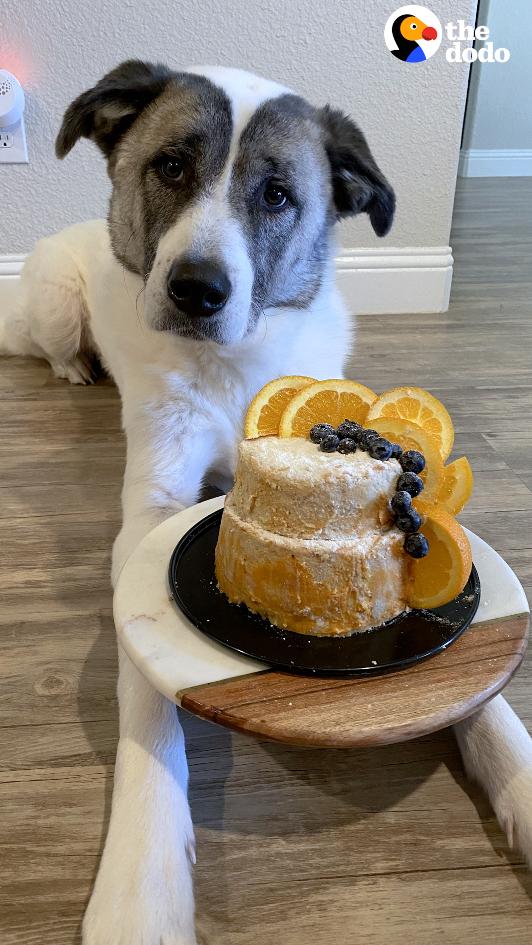 The Dodo On Twitter Woman Bakes The Most Beautiful Cake To Celebrate