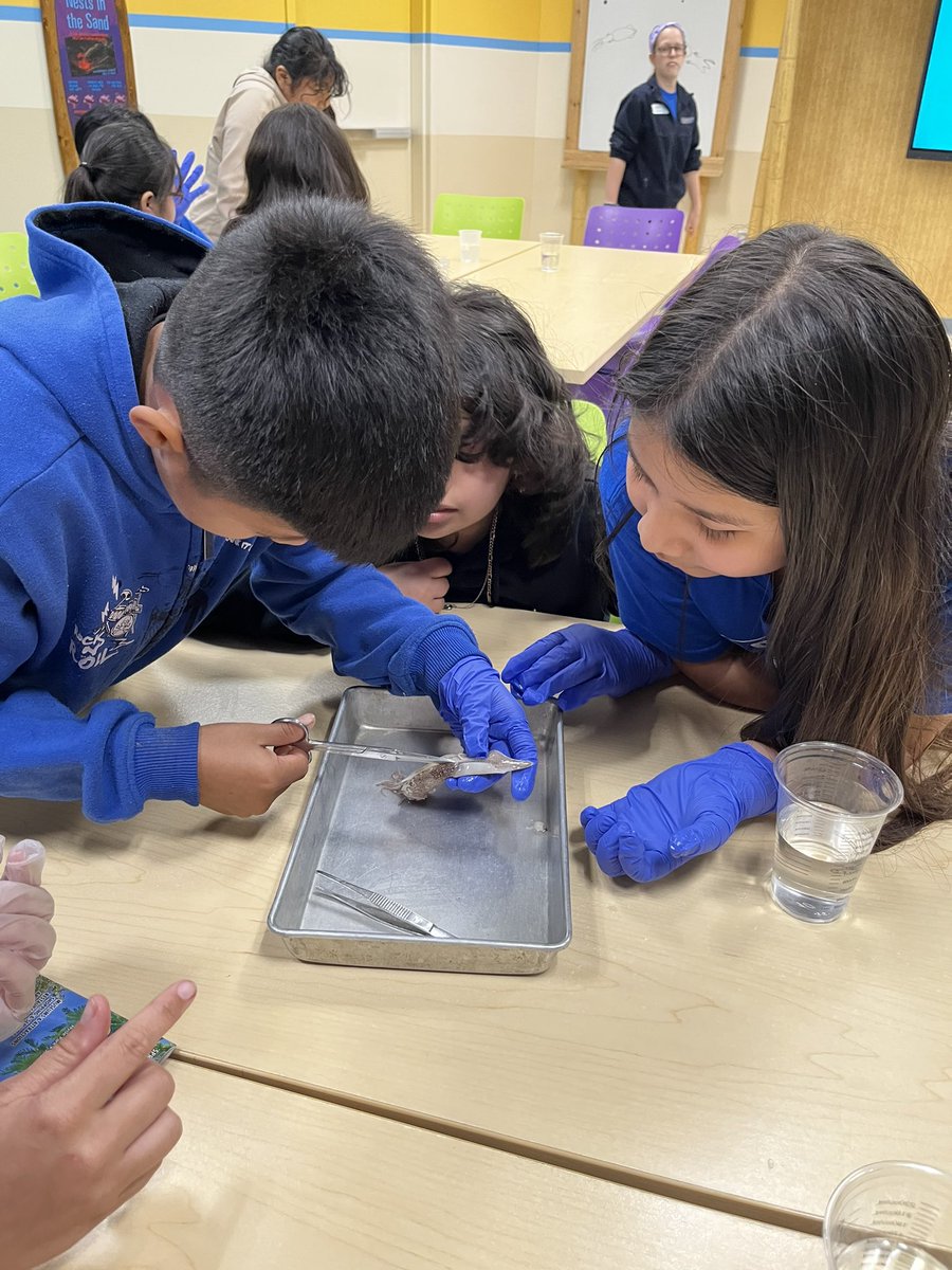 Dover Elementary School tweet media