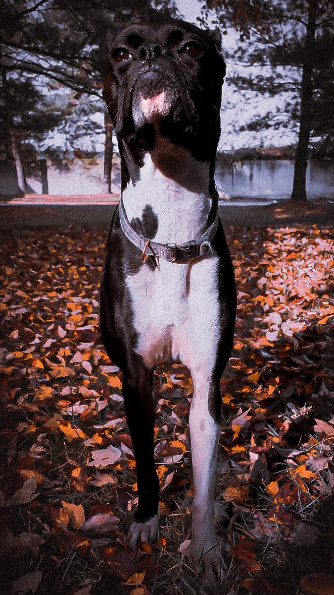 Onsetcaesar's tweet photo. 🐶🍂
.
.
.
.
.
.
.
.
#dogsoftwitter #puppy #boxerdog #animals #fall #autmn #leaves #trees
#blackandwhite #Sony #photography #nature #beautiful #likeandshare https://t.co/SiNp9WwK8Y