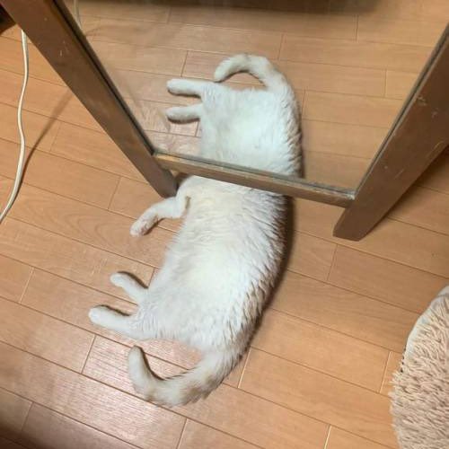 poorlycatdraw's tweet photo. such a majestic creature https://t.co/jII35OTswZ
