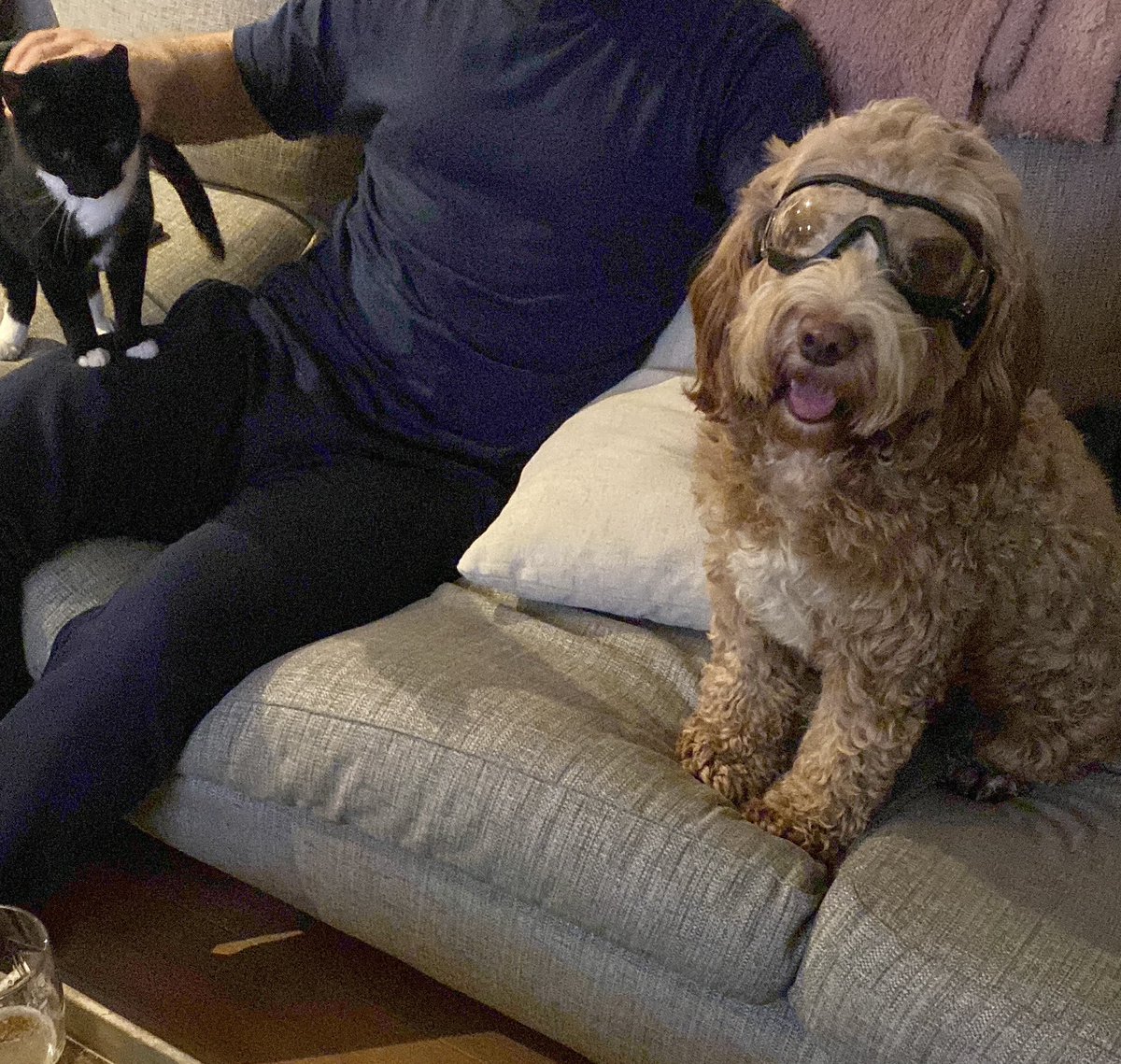 ClaireG13's tweet photo. Trying to merge a cat and dog household together sometimes requires special safety measures….#doggles #mutley https://t.co/DbsKCHSq2e