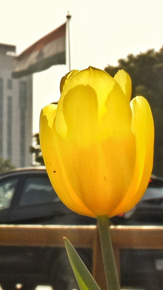 Tulip on the AIIMS Intersection fountain lawns in New Delhi...#NDMCTulipFestival
