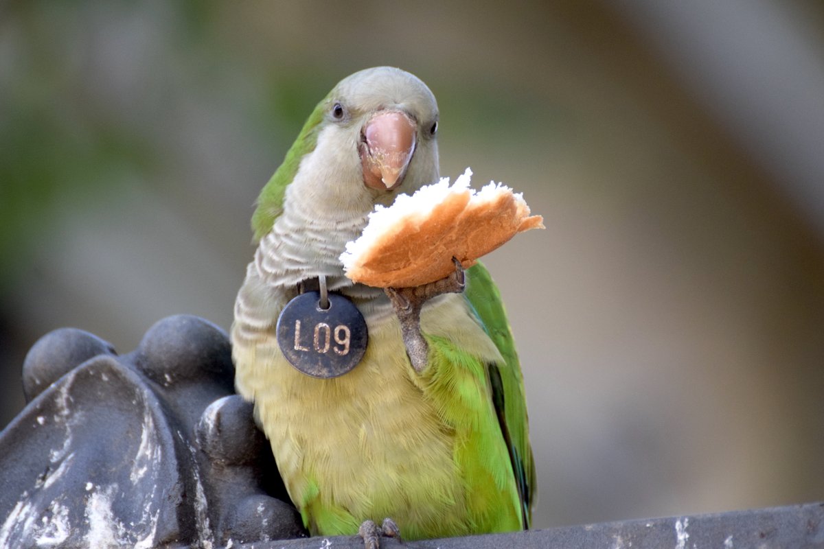 SenarJC's tweet photo. #NewPaper on Long-Distance Dispersal of Monk parakeets. We show that although most parakeets disperse short distances (< 400 m), some individuals typically reach localities as far away as 10 km, and exceptionally, locations at a distance of 50–100 km. https://t.co/uxGd1gLAjE https://t.co/jOF50CIy0p