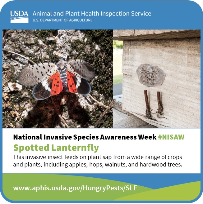 It’s National Invasive Species Awareness Week and APHIS reminds you to be on the lookout for the spotted lanternfly and its egg masses! Smash and scrape them on sight! 
Learn more: aphis.usda.gov/HungryPests/SLF  
#NISAW #InvasiveSpecies