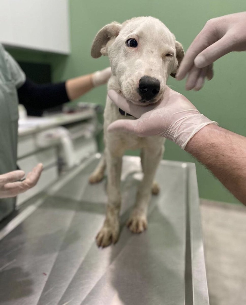 T4Animals 🐘🦁🦒🐅🦊🦔🐻 on Twitter "RT Iza_2021 🆘Bliss 8 months old