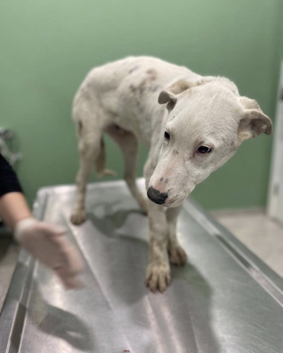 T4Animals 🐘🦁🦒🐅🦊🦔🐻 on Twitter "RT Iza_2021 🆘Bliss 8 months old