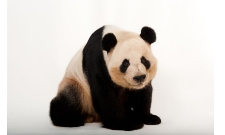 WWFJM_'s tweet photo. Protecting endangered #species is  important as one species that goes triggers another being lost. The loss of these species is because of our human #activities therefore it should be our priority to save them!
Donate to #wwf today by clicking this link. https://t.co/qrY7Zixcq8 https://t.co/sDkilZlEAz