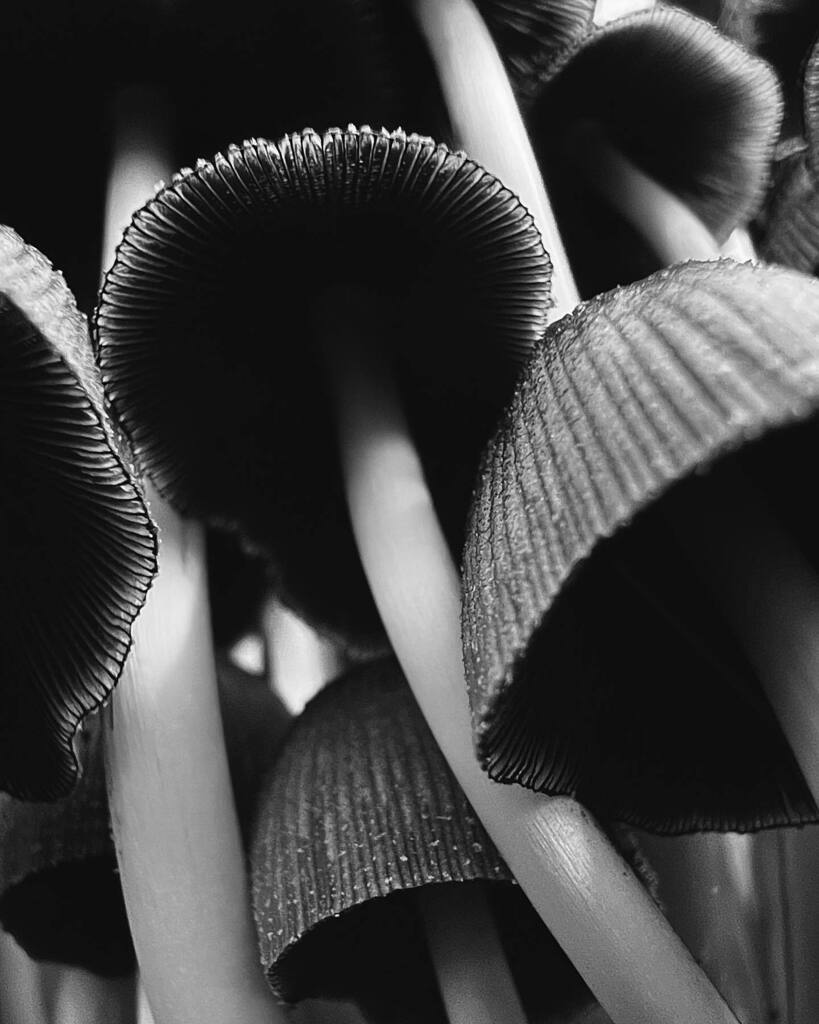 AgutPhotography's tweet photo. Árboles Seta #mushrooms #mushroom🍄 #temporadasetas #mushroomlover https://t.co/Qkz5Zv0WKI https://t.co/tbDuovlRpe