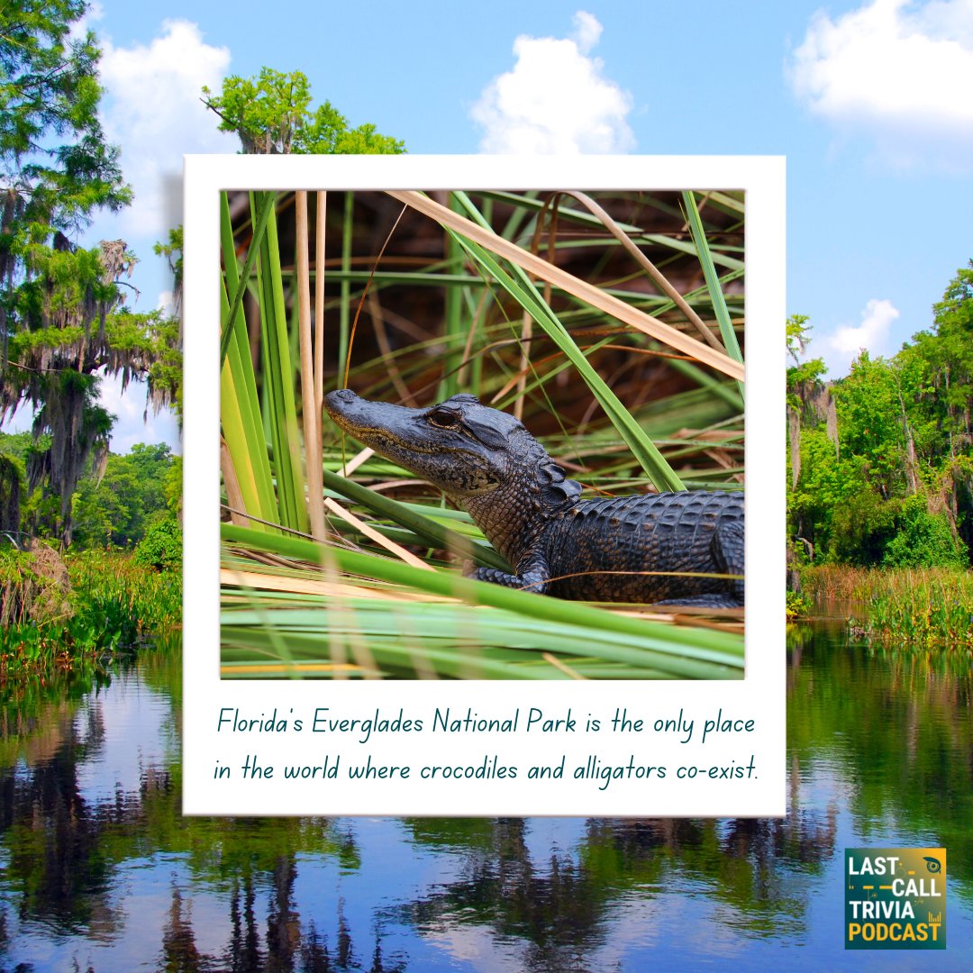 Take a Trivia tour of Florida in the latest episode of the Last Call Trivia Podcast!

lastcalltriviapodcast.buzzsprout.com

#florida #trivia #floridatrivia #triviapodcast