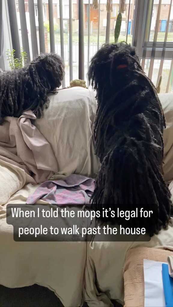 ZebPuliZeb's tweet photo. Pulik always know best 😅 🐾💚🐾
#Manchester #MopsOfManchester #PuliDogs #HungarianPuli #Magyar #Dreads #MopDog #DogsOfManchester #DogWithDreads #DreadlockDog #BestWoof #PetsOriginal #DogsOfInstagram #Dog_Features #TeamDogsUK #PetGossip #Puli #CordedDog… https://t.co/ynj6I2yFff https://t.co/gwx6sngh7U