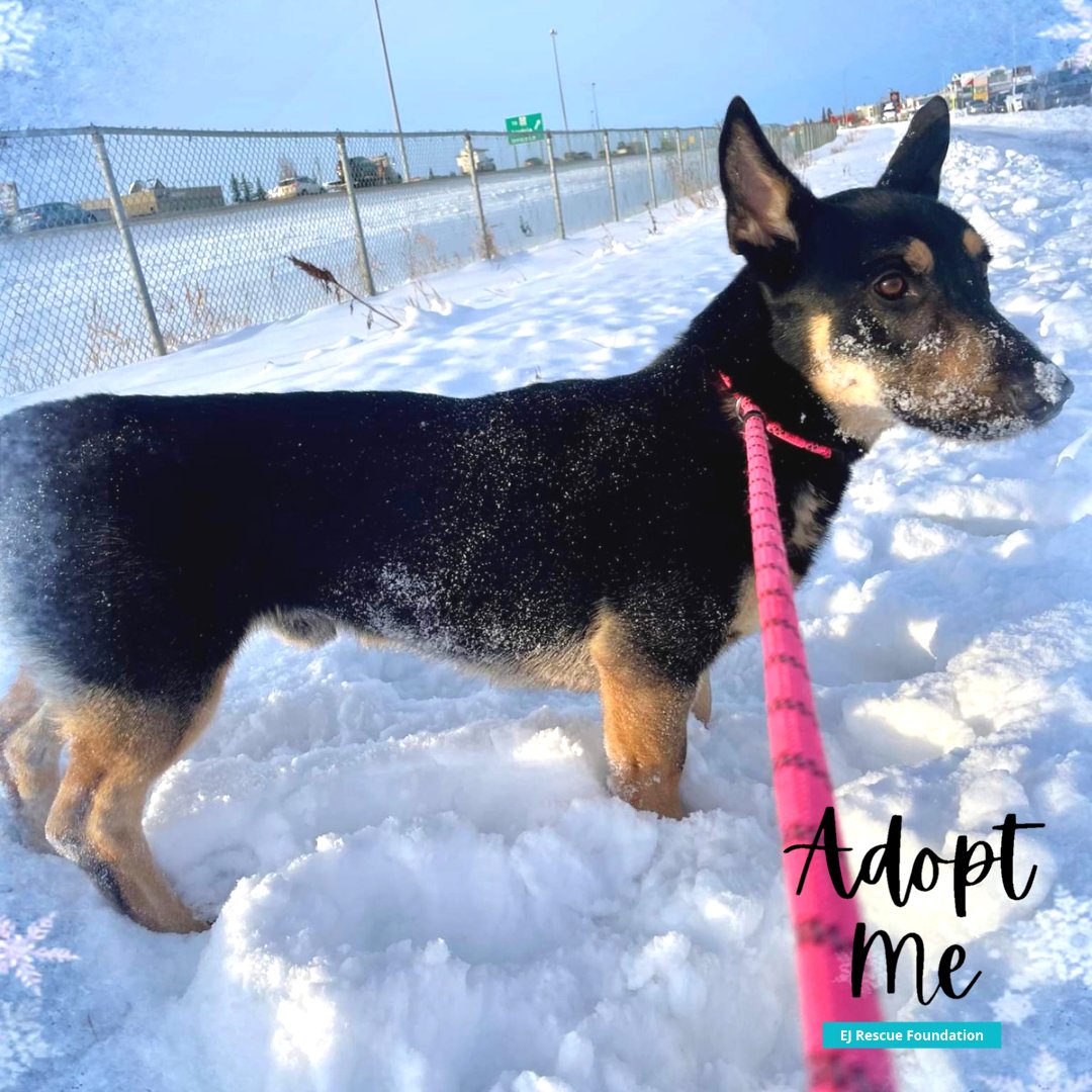 RescueEj's tweet photo. Available For Adoption, Foster, and Foster-to-Adopt. Sparky is a 2 year old, #Shepherd #Corgi mix looking for a temporary roommate or a furever home. 
#RescueDogs #rescueismyfavoritebreed #RescueDog #dogrescue #dogsofyyc #yycdogs #yyc #adoptme #adoptable #adoptadog https://t.co/ZXkWOV2XE7