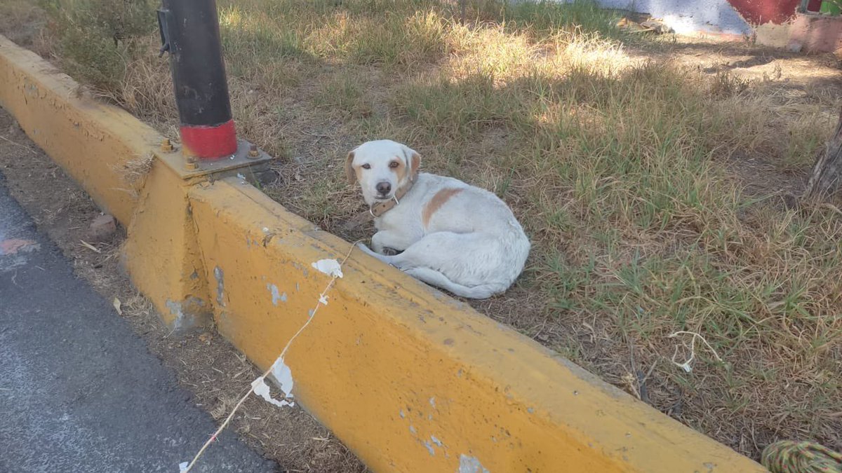 Elisafigue3's tweet photo. Buen día, este perrito está en resguardo en la escuela primaria Manuel Ruiz Rodríguez, localizada en la calle Ópalo en la Colonia Esmeralda, dentro del deportivo Leona Vicario, al perrito lo golpean @gis999  @LetyVarela  ayuda por favor ! https://t.co/GRggi6xc47