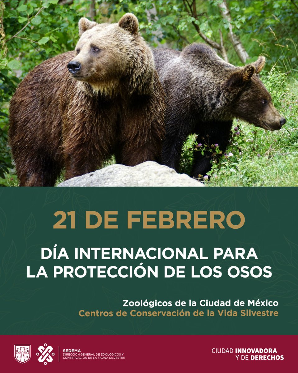 Excelnochebuena's tweet photo. RT @ZoologicosCDMX: #DíaInternacionalParaLaProtecciónDeLosOsos una fecha que nos recuerda la importancia de la conservación de las 8 especies de osos que hay en el mundo.  ¿Y tú cuantas especies de osos conoces?  #ZoológicosCDMX #UnidosPorLaConservación https://t.co/oye19qlvwf