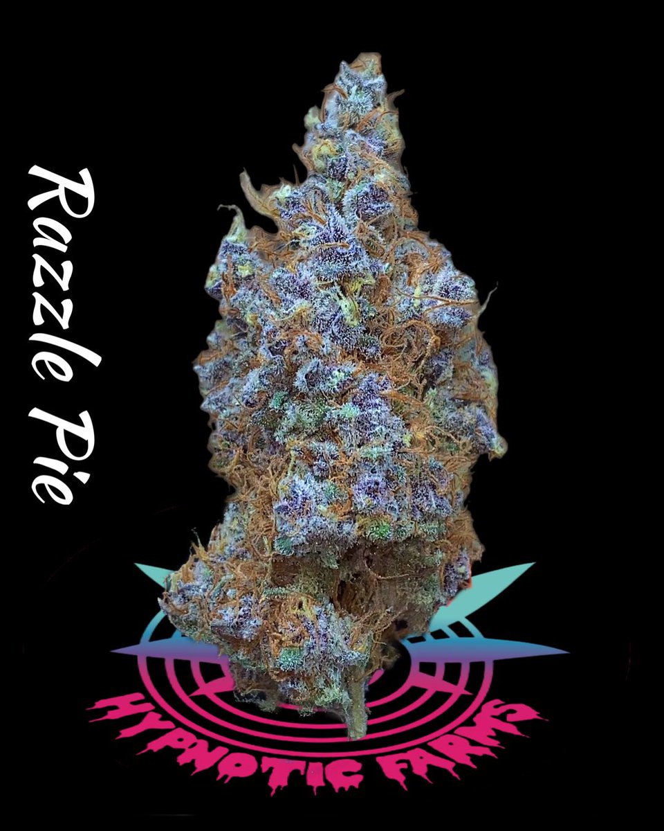 HypnoticFarms's tweet photo. Razzle Pie 🥧 
🧬 Terple x Purple Rolex (auto)
— Bred by @RocBud 
#oklahoma #hypnoticfarms #Mmemberville #CannabisCommunity https://t.co/aAVwUMf1HG