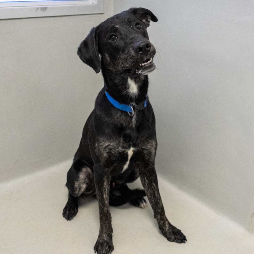 WinnipegHumane's tweet photo. Introducing: Heraldo! This dapper dog enjoys making new friends and is very wiggly when he does so. He is a young 1-year-old and with a bit of confidence and guidance, Heraldo will be a fantastic companion for his new family. Visit him at 45 Hurst Way. 🐶❤️ #adoptdontshop https://t.co/QCM7Rcgz8H