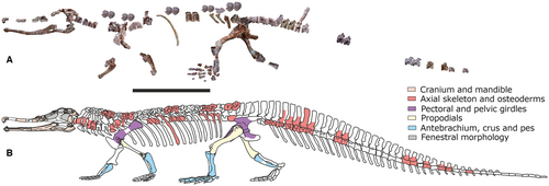 PD_Mocho's tweet photo. Today it was published a giant phytosaur by Datta &amp; Ray: "A #giant #phytosaur (#Diapsida, #Archosauria) from the Upper #Triassic of #India with #new insights on phytosaur migration, endemism and #extinction" https://t.co/3OkUvgdQ3h
#Paleontology #science #Geology #evolution https://t.co/5F3g26Qn4C