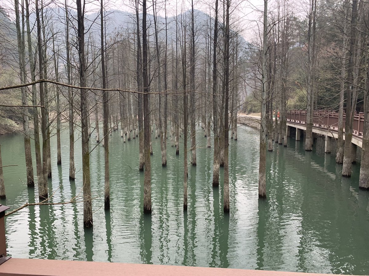 水杉