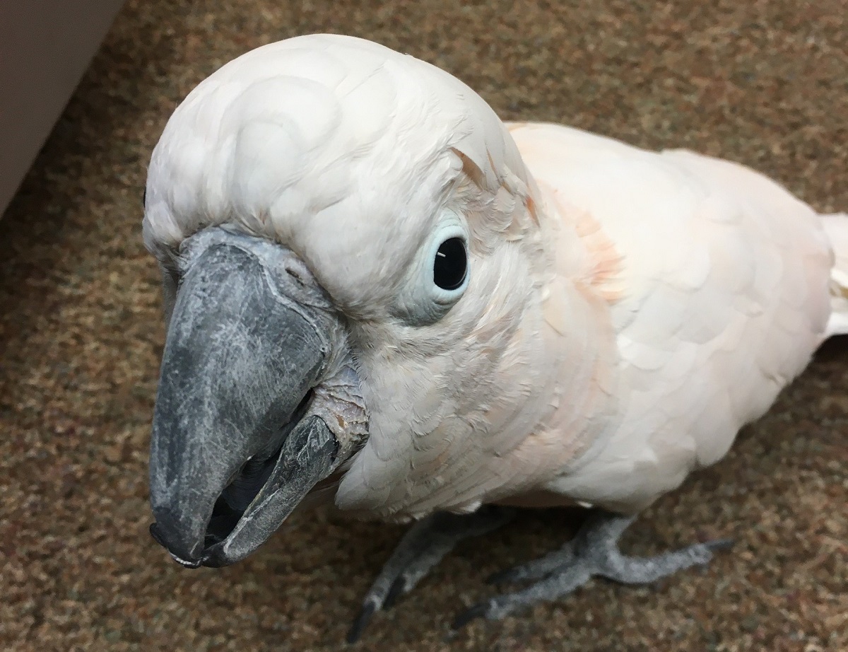 Celebrate Give BIG Green Bay! Join us TODAY for Critters and Cookies from 4-6 PM!  Stop by the Nature Center and visit with some of our volunteers, staff, and animal ambassadors.  
#PackersGiveBack
#GiveBIGGB
#BayBeachWildlifeSanctuary
#GreaterGreenBayCommunityFoundation
