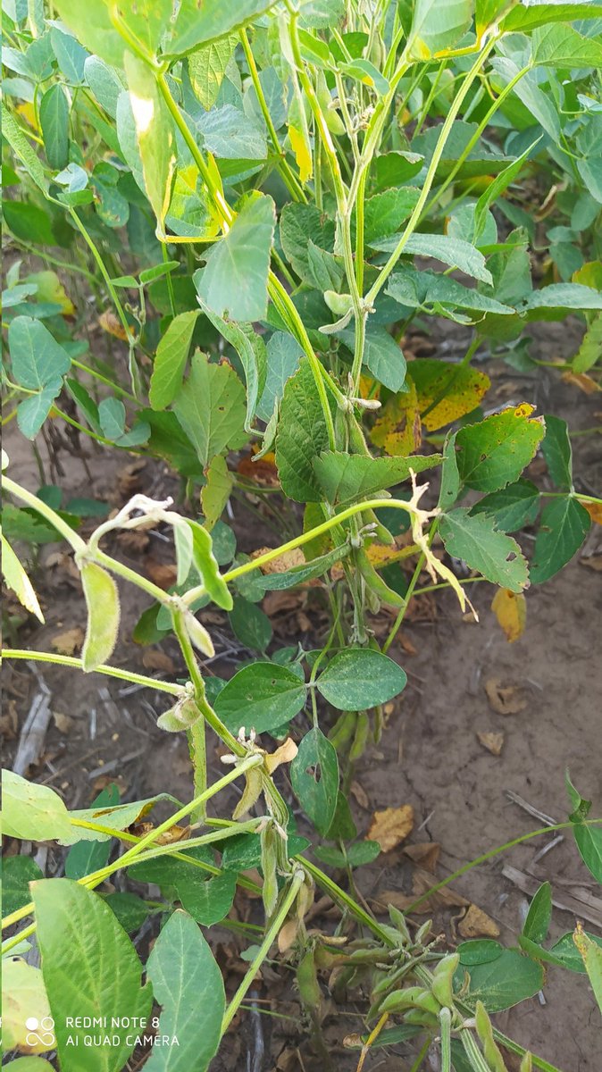 federico sampaoli tweet media