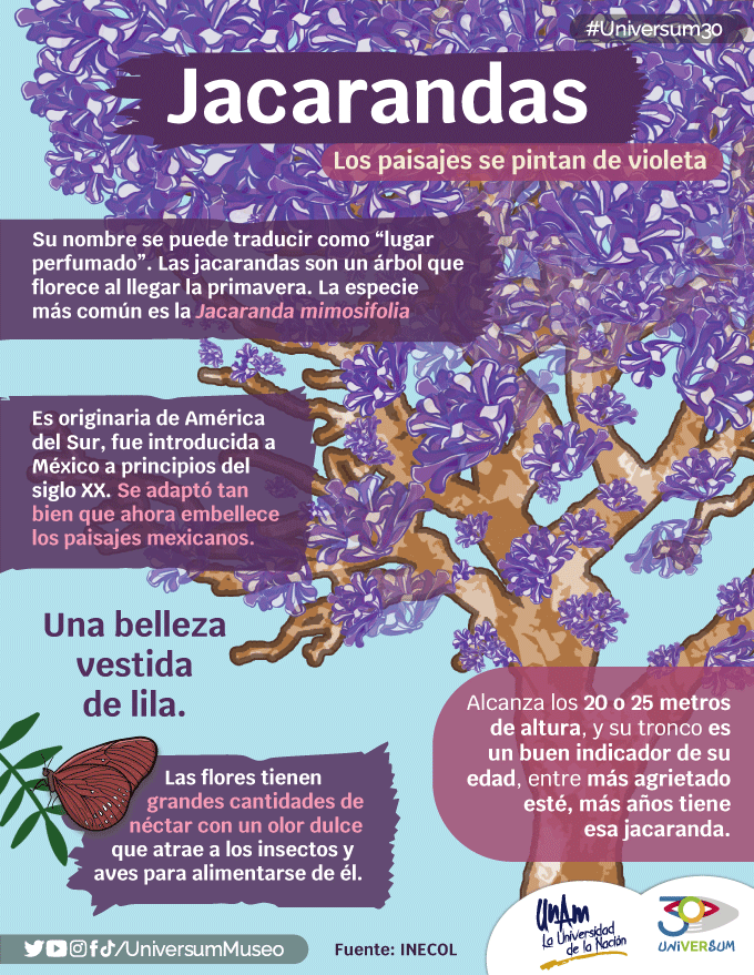UniversumMuseo's tweet image. La mejor época del año se acerca y es cuando las calles de la ciudad se pintan de un increíble tono lila por las Jacarandas. 💜
Ver sus flores es todo un placer. 🌸💜
#Universum30