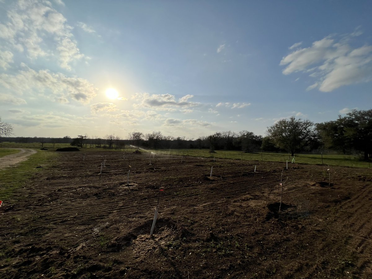 MattPowersSoil's tweet photo. 15 fruit trees, 200 asparagus crowns (purple and green), 100 bare root strawberries in (everbearing), 4 goji, 8 grapevine (table grapes), 3 hardy kiwi (fence line), 4 blueberry, 4 rhubarb, red and white clover paths - all in today and the day before last with 20+ more fruit trees, 50 more asparagus, 100 more strawberries, horseradish, sweet potato slips, and Jerusalem artichoke still to go!! 

#Permaculture #foodforest #SaveSoil
#perennial #agroforestry #agroecology
#regenerativesoil #farming #orchard #gardeb #organic #regenerativeagriculture