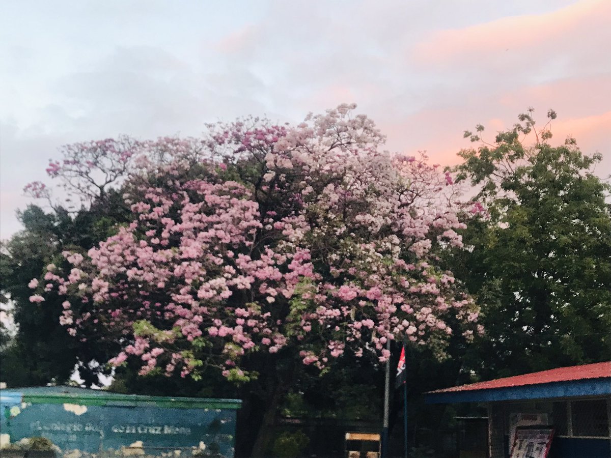 Lindo Atardecer #ManaguaSandinista  <a href="/VamosAdelanteT5/">#Simplemente Luisa</a>  <a href="/mmedalfigueroa/">Maria De Los Angeles Medal Figueroga</a> <a href="/LUISALF52453744/">LUIS ALFONSO VASQUEZ BAEZ</a> <a href="/FirmesP/">Firmes Por la Paz</a>