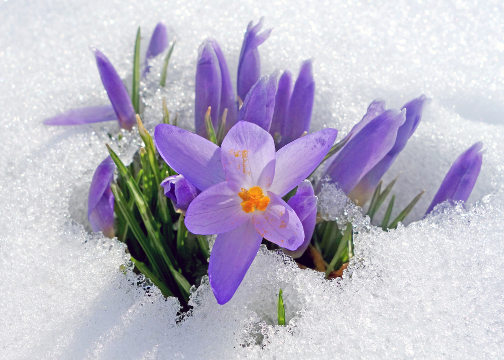 Geta_Penguin's tweet photo. I'm dreaming of flowers and sunshine today. Are you ready for spring? https://t.co/qbvXdd4yy1