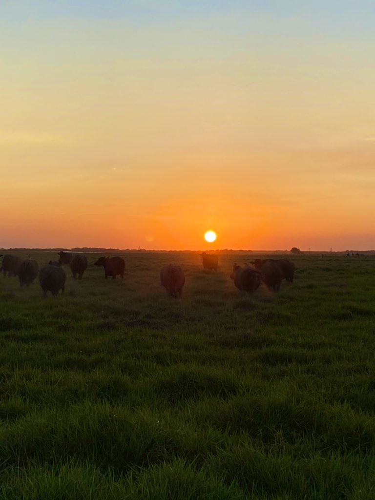 NadalDiplo's tweet photo. ¡Atardecer llanero! 

#Venezuela 🇻🇪🇫🇷 https://t.co/nJW0Ozf7H8