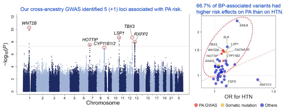 TatsuhikoNaito (@naito_tatsuhiko) on Twitter photo Our #GWAS paper on primary aldosteronism (PA), the leading cause of secondary hypertension, is published today in Circulation <a href="/CircAHA/">Circulation</a>! Our cross-ancestry study revealed novel risk loci and an unexpectedly large genetic contribution of PA to hypertension. doi.org/10.1161/CIRCUL… Our #GWAS paper on primary aldosteronism (PA), the leading cause of secondary hypertension, is published today in Circulation <a href="/CircAHA/">Circulation</a>! Our cross-ancestry study revealed novel risk loci and an unexpectedly large genetic contribution of PA to hypertension. doi.org/10.1161/CIRCUL…